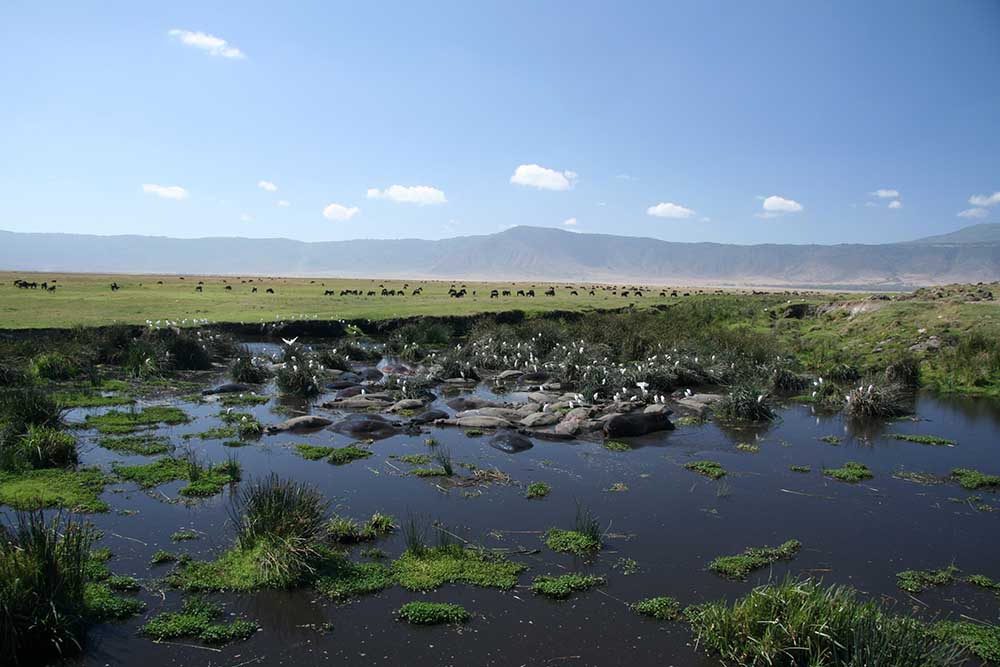Ngorongoro 1a