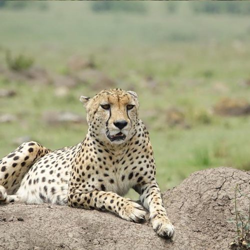 Serengeti national park